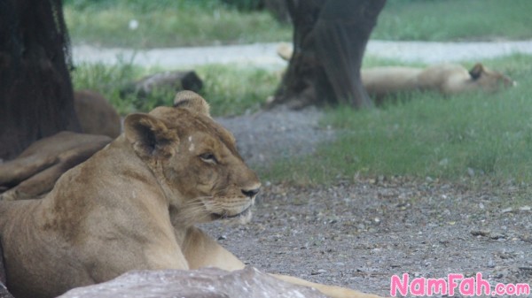 safari-world-zoo-bangkok-02