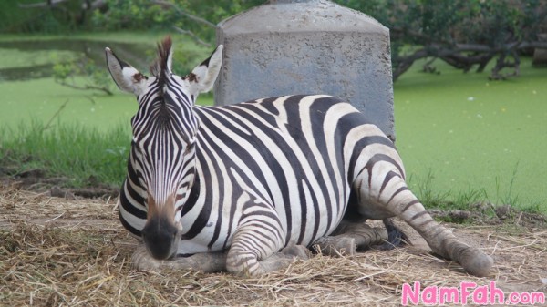 safari-world-zoo-bangkok-18