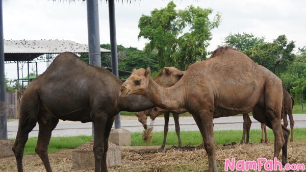 safari-world-zoo-bangkok-20