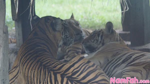 safari-world-zoo-bangkok-84